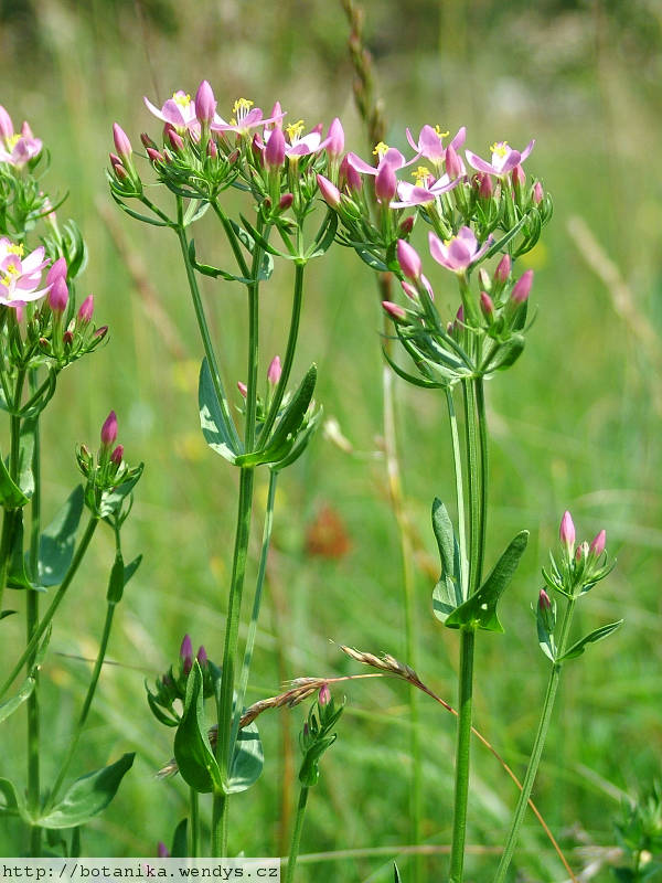 medicinal herbs: CENTAURY - Centaurium erythraea