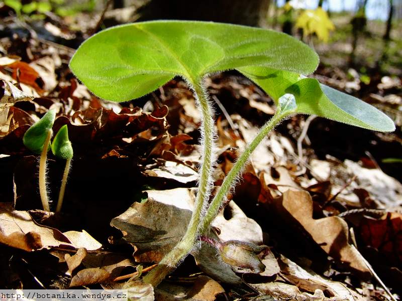 medicinal herbs: ASARABACCA - Asarum europaeum