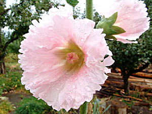 Hollyhock - Alcea rosea