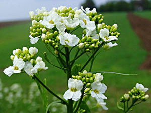 Horseradish - Armoracia rusticana