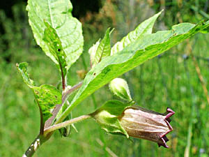 Deadly Nightshade - Atropa bella-donna