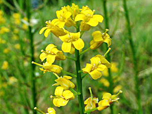 Yellow Rocket - Barbarea vulgaris