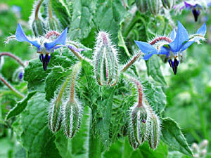 Borage - Borago officinalis