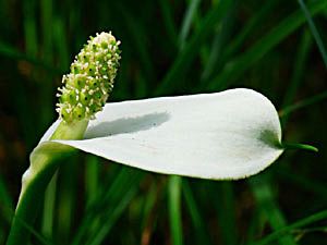 Water Arum - Calla palustris