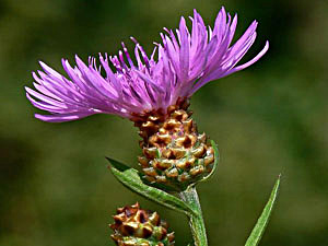 Brown Knapweed - Centaurea jacea