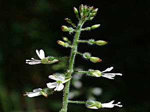 Enchanter's Nightshade - Circaea lutetiana