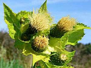 Cabbage Thistle - Cirsium oleraceum