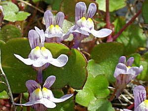Kenilworth Ivy - Cymbalaria muralis