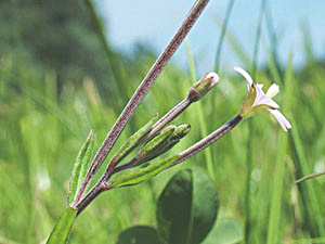 Marsh Willow Herb - Epilobium palustre