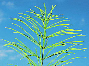 Field Horsetail - Equisetum arvense
