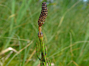 Marsh Horsetail - Equisetum palustre