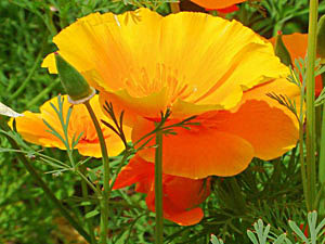 Californian Poppy - Eschscholzia californica