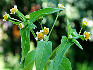 Gallant Soldier - Galinsoga parviflora