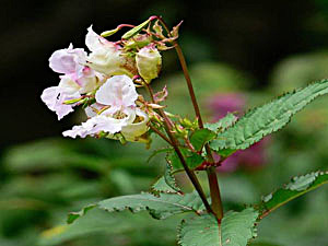 Jewelweed - Impatiens glandulifera