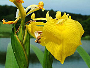 Yellow Flag - Iris pseudacorus