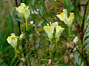 Yellow Toadflax - Linaria vulgaris