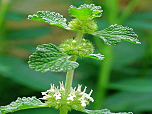 White Horehound - Marrubium vulgare