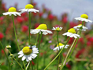 German Camomile - Matricaria recutita
