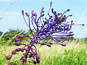 Tassel Hyacinth - Muscari comosum