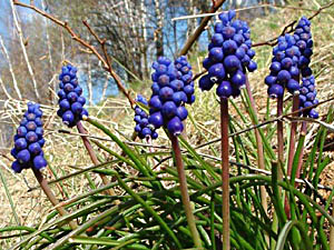 Grape Hyacinth - Muscari neglectum