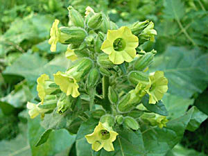 Wild Tobacco - Nicotiana rustica