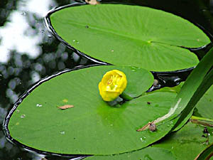 Yellow Water Lily - Nuphar lutea