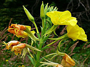 Evening Primrose - Oenothera biennis