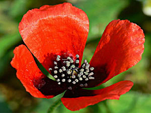 Prickly Poppy - Papaver argemone