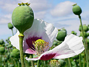 Opium Poppy - Papaver somniferum