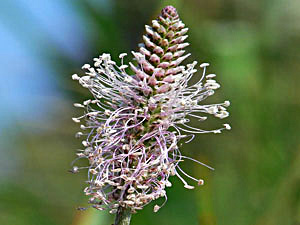 Hoary Plantain - Plantago media