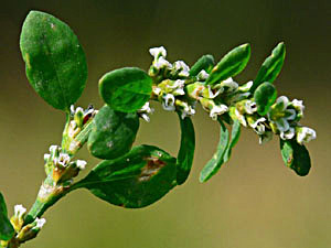 Small-Leaved Knotweed - Polygonum arenastrum