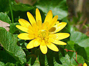 Lesser Celandine - Ranunculus ficaria