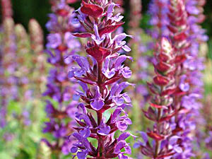 Balkan Clary - Salvia sylvestris