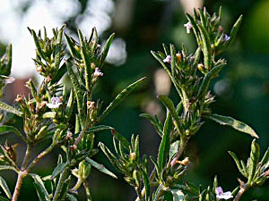 Summer Savory - Satureja hortensis