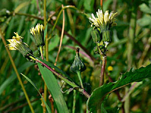 Prickly Sow Thistle - Sonchus asper